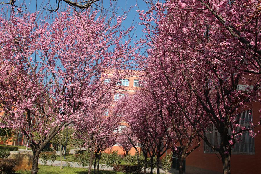 1522206341675897.jpg 學校校園環境_副本.jpg